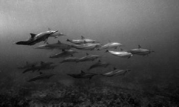 Spinner Dolphins In Kona Hawaii, D-100 by Andy Lerner 